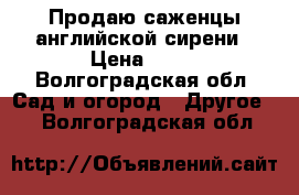 Продаю саженцы английской сирени › Цена ­ 50 - Волгоградская обл. Сад и огород » Другое   . Волгоградская обл.